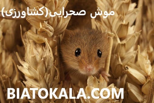 سم برای موش های کشاورزی و مزرعه 